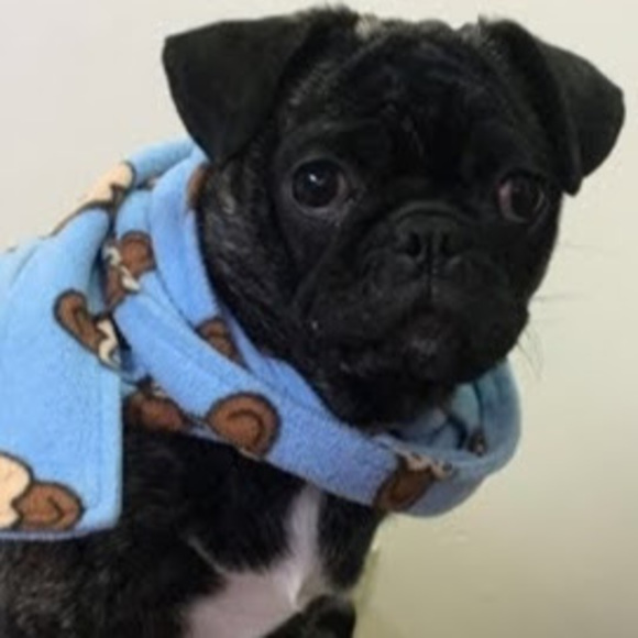 Meet your Posher, Fiada_ - Picture 1 of 1